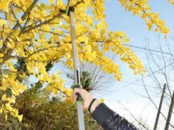 Coupe-branches De Taille Manuel Verdemax - Perche Fixe 150 Cm - Ø 25 Mm 27 Coupe-branches De Taille Manuel Verdemax - Perche Fixe 150 Cm - Ø 25 Mm -Motofaucheuse Soldes coupe branches de taille manuel verdemax perche fixe 150 cm 25 mm tte de coupe inclinable 29766 2 1623248006 IMG 60c0cc86c02cc