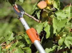 Coupe-branches De Taille Stocker Art. 510 Télescopique 180-300 Cm - à Enclume - Orientable 33 Coupe-branches De Taille Stocker Art. 510 Télescopique 180-300 Cm - à Enclume - Orientable -Motofaucheuse Soldes coupe branches de taille stocker art 510 tlescopique 180 300 cm enclume orientable scateur enclume sur perche tlescopique 180 300 cm stocker art 510 15433 0 1548237505 510 A 171209 1