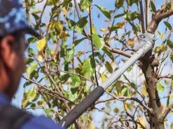 Sécateur électrique De Taille Easy 80 Campagnola - SANS BATTERIE -Motofaucheuse Soldes scateur lectrique de taille easy 80 campagnola sans batterie points forts 25397 2 1601555594 IMG 5f75cc8a48d4f