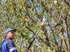 Sécateur électrique De Taille Easy 80 Campagnola - SANS BATTERIE