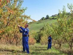 Sécateur électrique Easy 150 De Taille Campagnola - SANS BATTERIE 23 Sécateur électrique Easy 150 De Taille Campagnola - SANS BATTERIE -Motofaucheuse Soldes scateur lectrique easy 150 de taille campagnola sans batterie scateur lectrique campagnola easy 150 sans batterie 25398 2 1601555932 IMG 5f75cddc03347